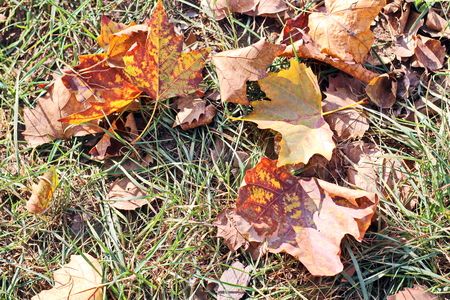 Autumn leaves on the ground as a background.の写真素材