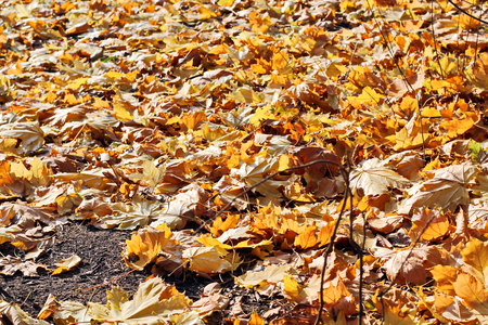 Autumn leaves on the ground as a background.の写真素材