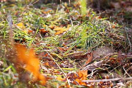 Autumn leaves on the ground as a background.の写真素材