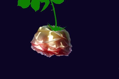 Natural roses close-up view on an isolated dark background.の写真素材