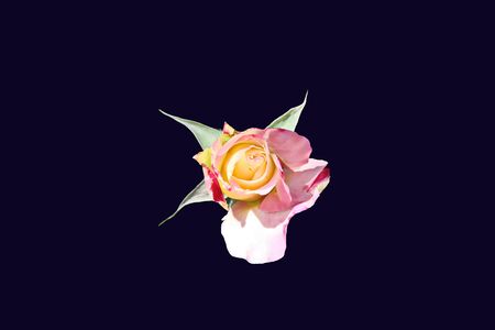 Natural roses close-up view on an isolated dark background.の写真素材