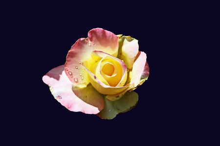 Natural roses close-up view on an isolated dark background.の写真素材