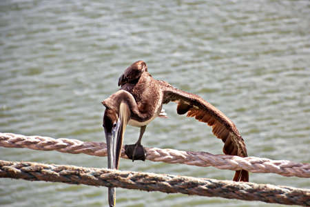 Pelicans rest on the ship's mooring lines in the port. Brownsville, USA.の写真素材