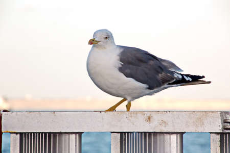 Seagulls are resting on the structures of the ship. Anchorage, Atlantic Ocean, Moroccoの写真素材