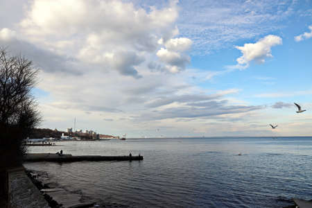 Seagulls sitting on the water and flying in the air on the beaches of Odessa, Ukraine.