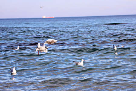 Seagulls sitting on the water and flying in the air on the beaches of Odessa, Ukraine.