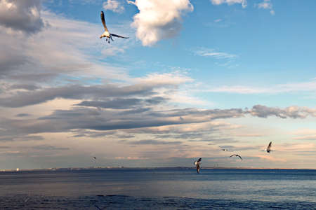 Seagulls sitting on the water and flying in the air on the beaches of Odessa, Ukraine.の写真素材