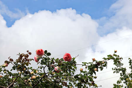 Rose flowers blooming on the blue sky background.の写真素材