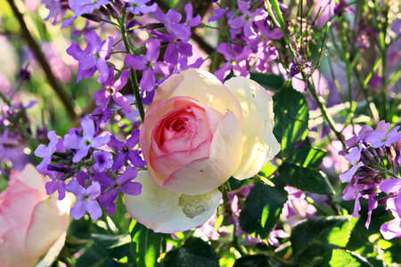 White and pink roses close-up view.の写真素材