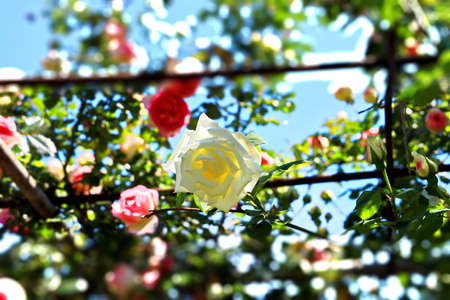 White and pink roses close-up view.の写真素材