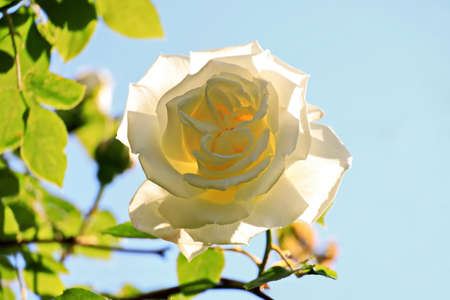 Rose flowers blooming on the blue sky background.の写真素材