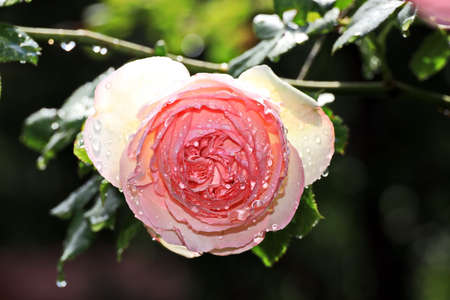 White and pink roses flower with raindrops on background.の写真素材