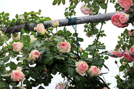 White and pink roses close-up view.の写真素材