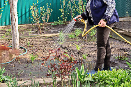 Care of plants and fruit trees in the home garden during quarantine - watering flowers and bushes.の写真素材