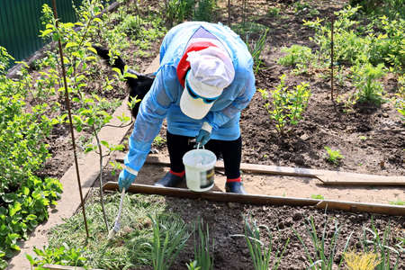 Care of plants and fruit trees in the home garden during quarantine - whitewashing of trees from...