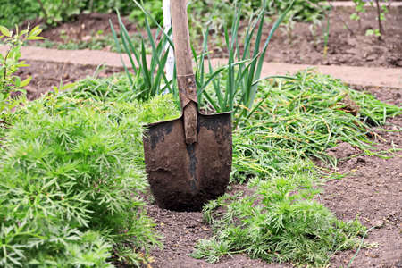 Care of plants and fruit trees in the home garden during quarantine - gardening tools.