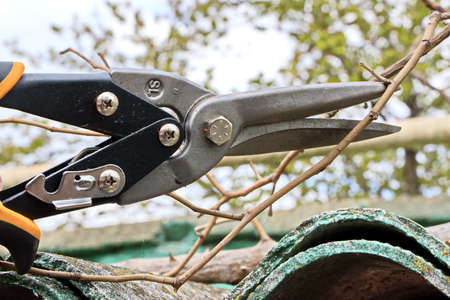 Care of plants and fruit trees in the home garden during quarantine - gardening tools.の写真素材