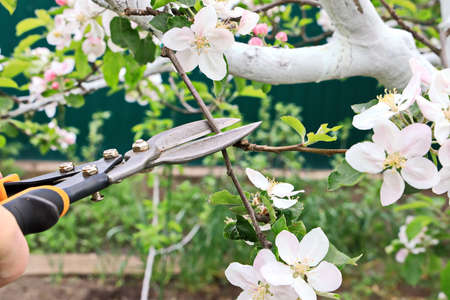 Care of plants and fruit trees in the home garden during quarantine - gardening tools.