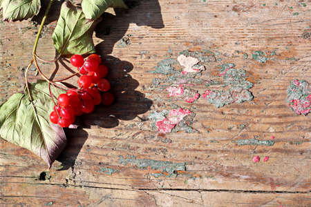 Wooden planks and sectional tree structure used as a base and backgrounds.の写真素材