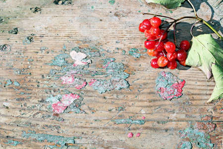 Wooden planks and sectional tree structure used as a base and backgrounds.の写真素材