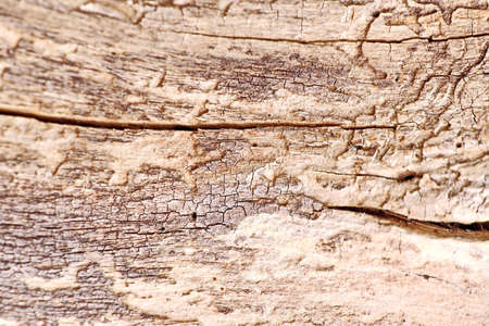 Section of tree bark, trunks and logs as a texture and background.