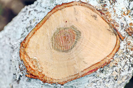 Section of tree bark, trunks and logs as a texture and background.の写真素材