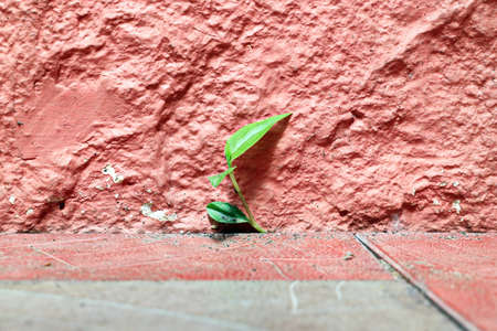 Stone laying, bricks, shell rock and cement coating used in the architecture of the background and base.の写真素材