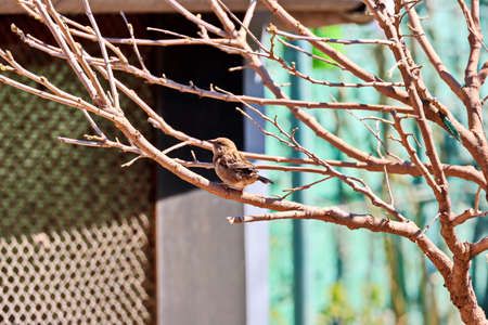 Sparrows in a spring garden among flowering fruit trees. Odessa, Ukraine.の写真素材