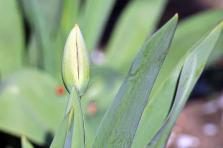 Blooming colorful tulips in the spring garden. Odessa, Ukraine.の写真素材