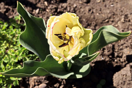 Blooming colorful tulips in the spring garden. Odessa, Ukraine.