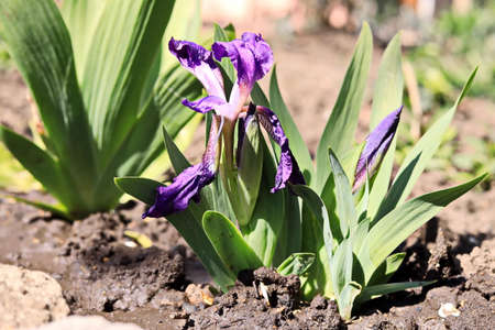Flowers and plants in the spring garden. Odessa, Ukraine.
