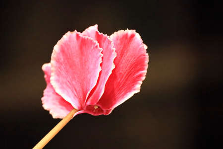 Flowers and plants in the spring garden. Odessa, Ukraine.の写真素材