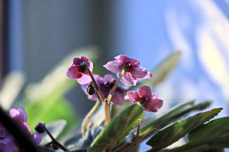 Flowers and plants in the spring garden. Odessa, Ukraine.の写真素材