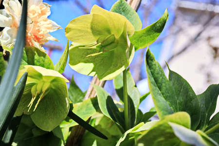 Flowers and plants in the spring garden. Odessa, Ukraine.の写真素材