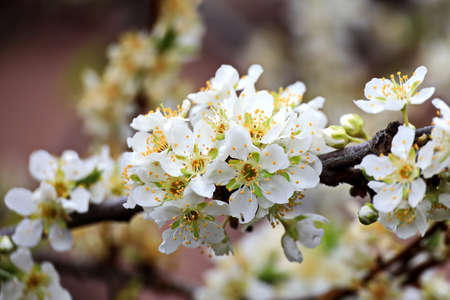 Flowering fruit trees in the spring garden. Close-up view. Odessa, Ukraine.