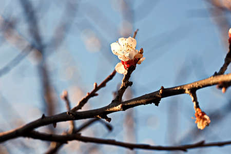 Flowering fruit trees in the spring garden. Close-up view. Odessa, Ukraine.