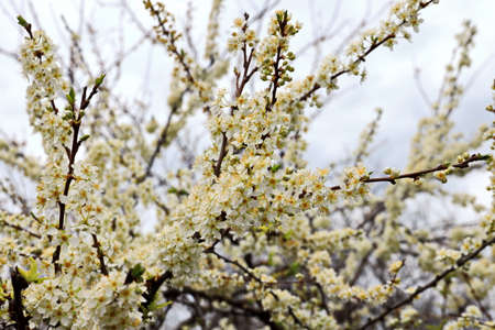 Flowering fruit trees in the spring garden. Close-up view. Odessa, Ukraine.