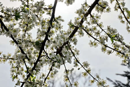 Flowering fruit trees in the spring garden. Close-up view. Odessa, Ukraine.