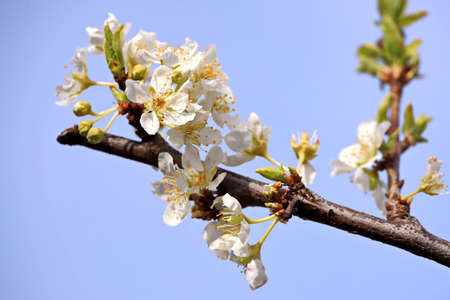 Flowering fruit trees in the spring garden. Close-up view. Odessa, Ukraine.