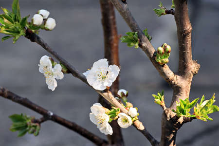 Flowering fruit trees in the spring garden. Close-up view. Odessa, Ukraine.