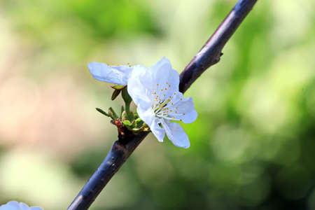 Flowering fruit trees in the spring garden. Close-up view. Odessa, Ukraine.