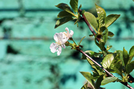 Flowering fruit trees in the spring garden. Close-up view. Odessa, Ukraine.の写真素材