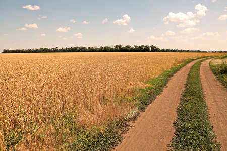 Landscape view of a wheat field, country road and green grass in the countrysideの写真素材