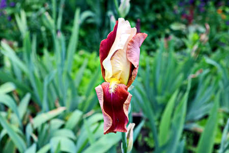 Beautiful blooming irises flowers on background of green plants in the summer home garden. Odessa,...