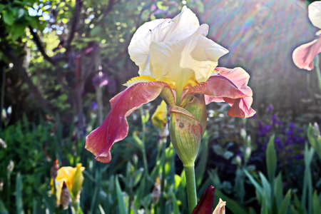 Beautiful blooming irises flowers on background of green plants in the summer home garden. Odessa,...