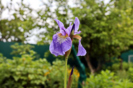 Beautiful blooming irises flowers on background of green plants in the summer home garden. Odessa,...