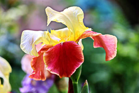 Beautiful blooming irises flowers on background of green plants in the summer home garden. Odessa,...