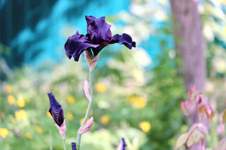 Beautiful blooming irises flowers on background of green plants in the summer home garden. Odessa, Ukraine.の写真素材