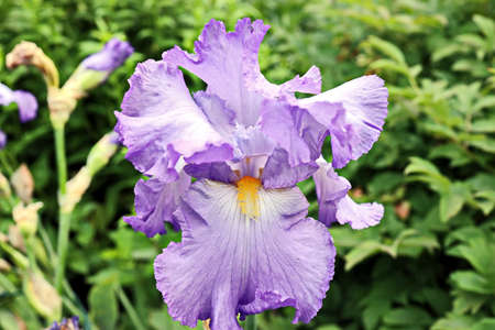 Beautiful blooming irises flowers on background of green plants in the summer home garden. Odessa,...