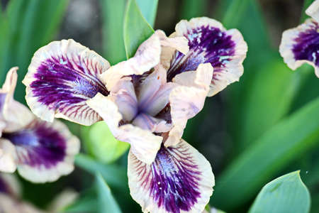 Beautiful blooming irises flowers on background of green plants in the summer home garden. Odessa, Ukraine.の写真素材